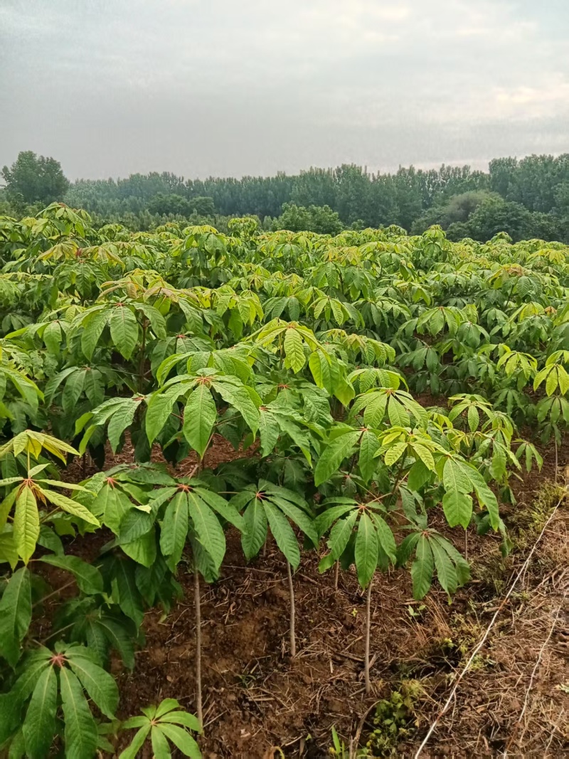 七叶树，风景树