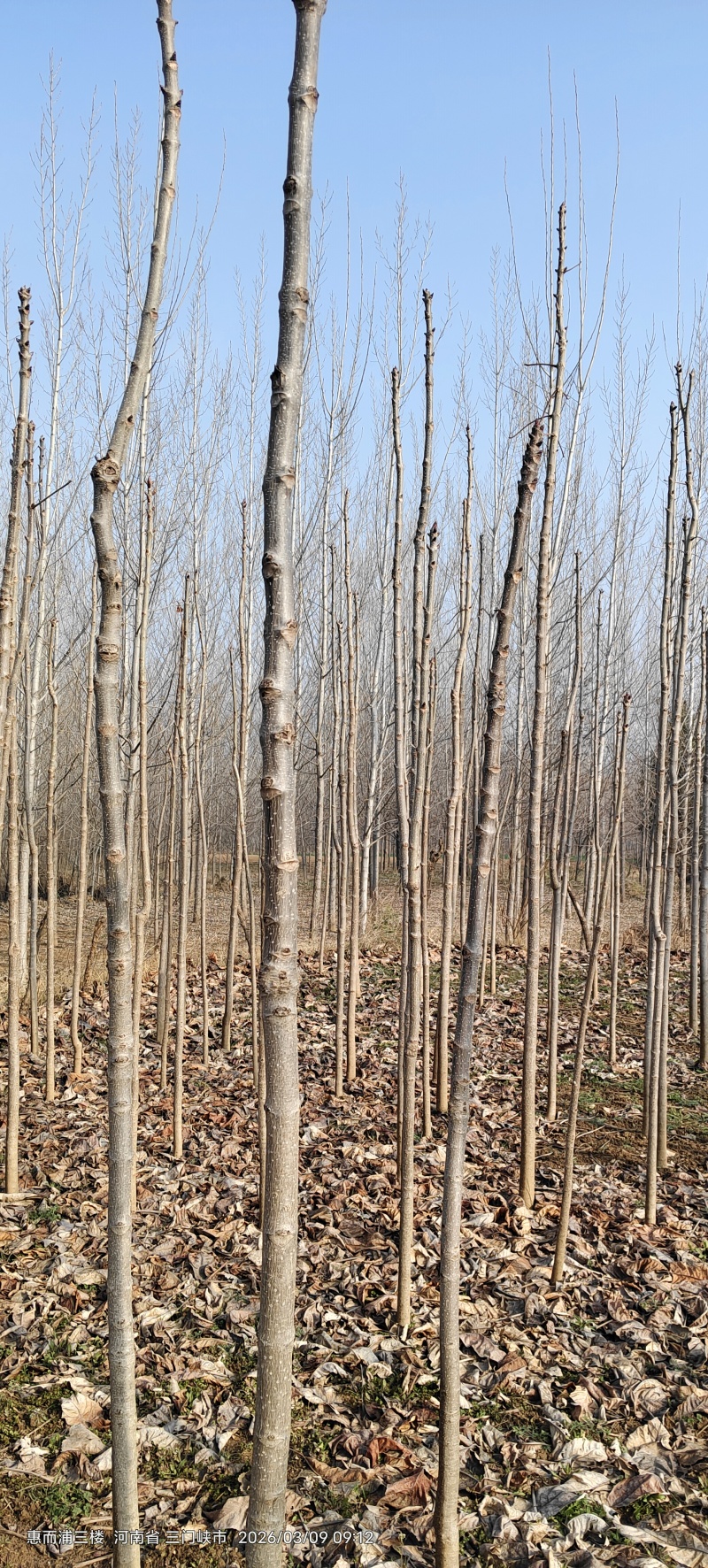 七叶树，风景树