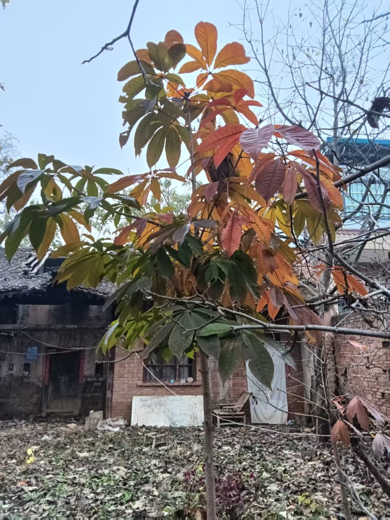 七叶树，风景树
