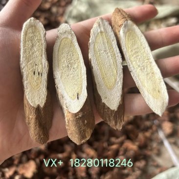 理塘黄芪