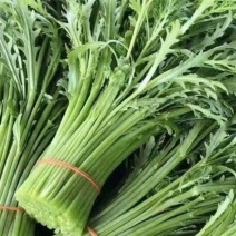 江苏精品小叶茼蒿蒿子秆一手货源全国发货欢迎随时联系