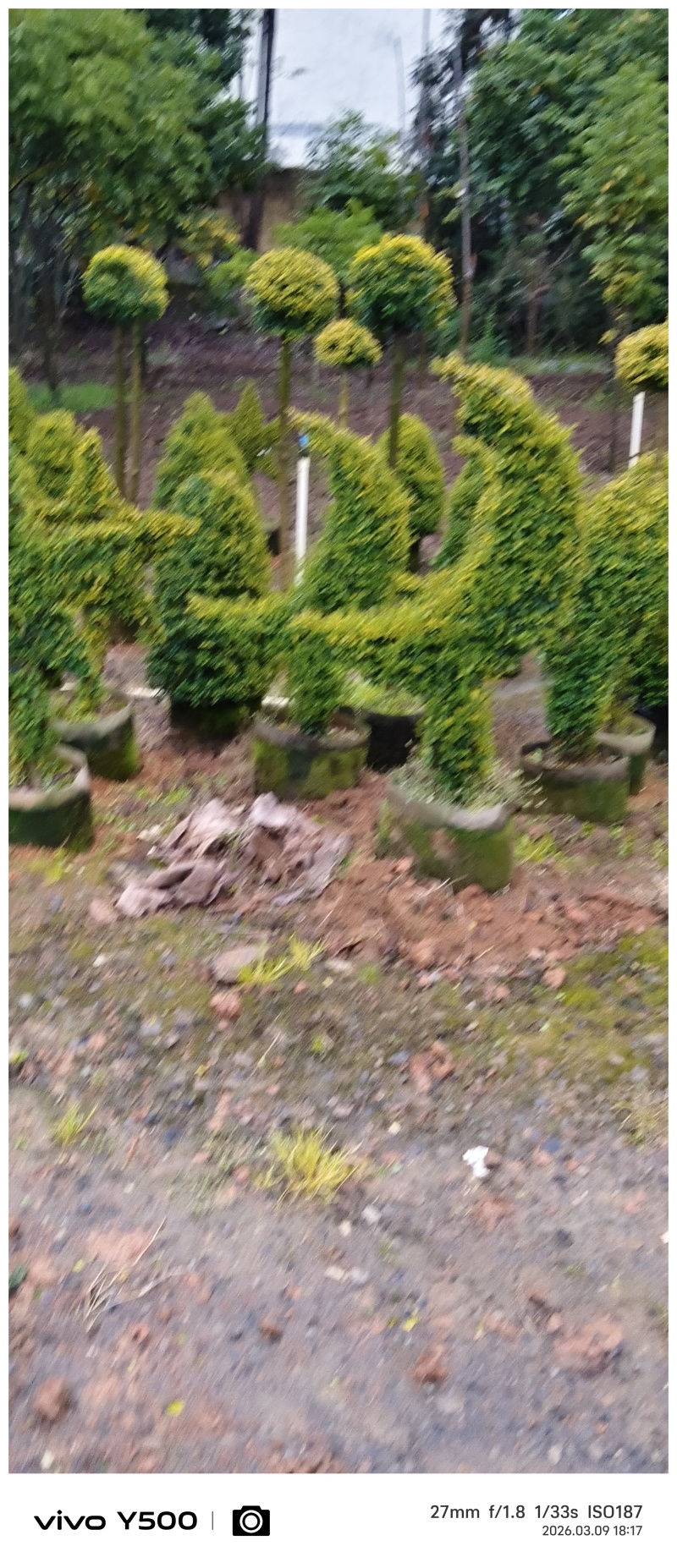 亮晶女贞系列造型供应，基地直发，有需要及规格及价联系详谈