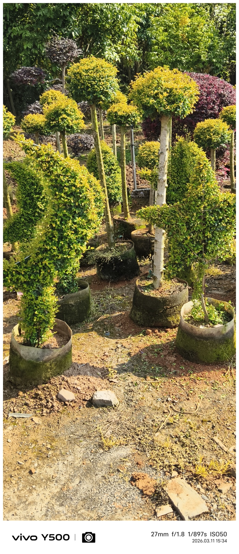 亮晶女贞系列造型供应，基地直发，有需要及规格及价联系详谈