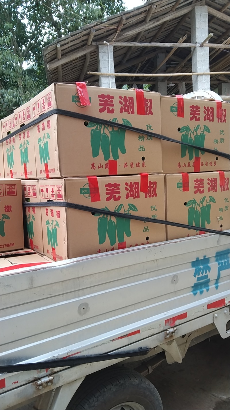 湖北恩施高山有机薄皮辣椒。
