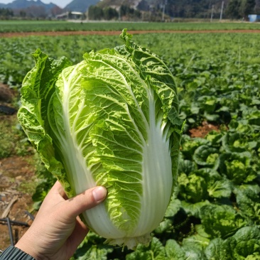 大白菜