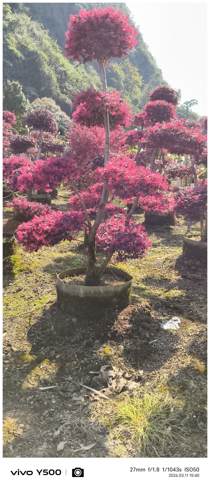 供应原生红继木造型，请联系面谈