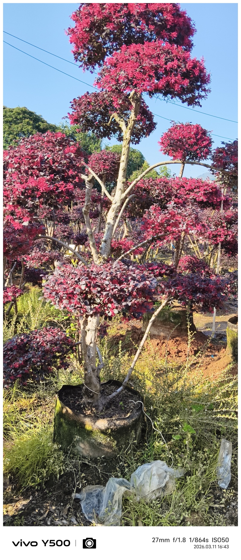 供应原生红继木造型，请联系面谈