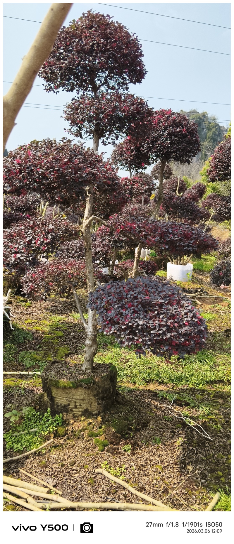 供应原生红继木造型，请联系面谈