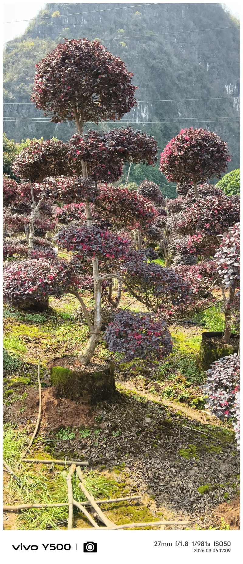 供应原生红继木造型，请联系面谈