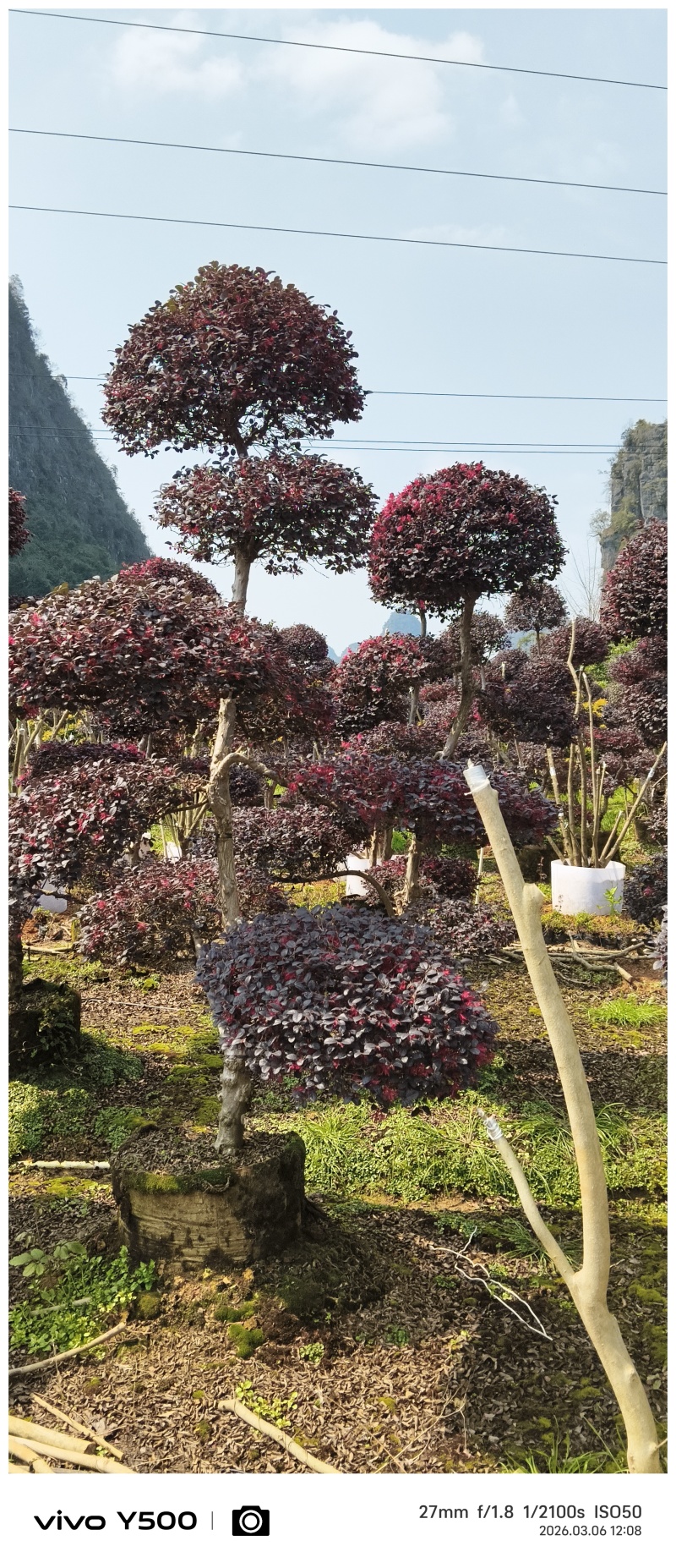 供应原生红继木造型，请联系面谈