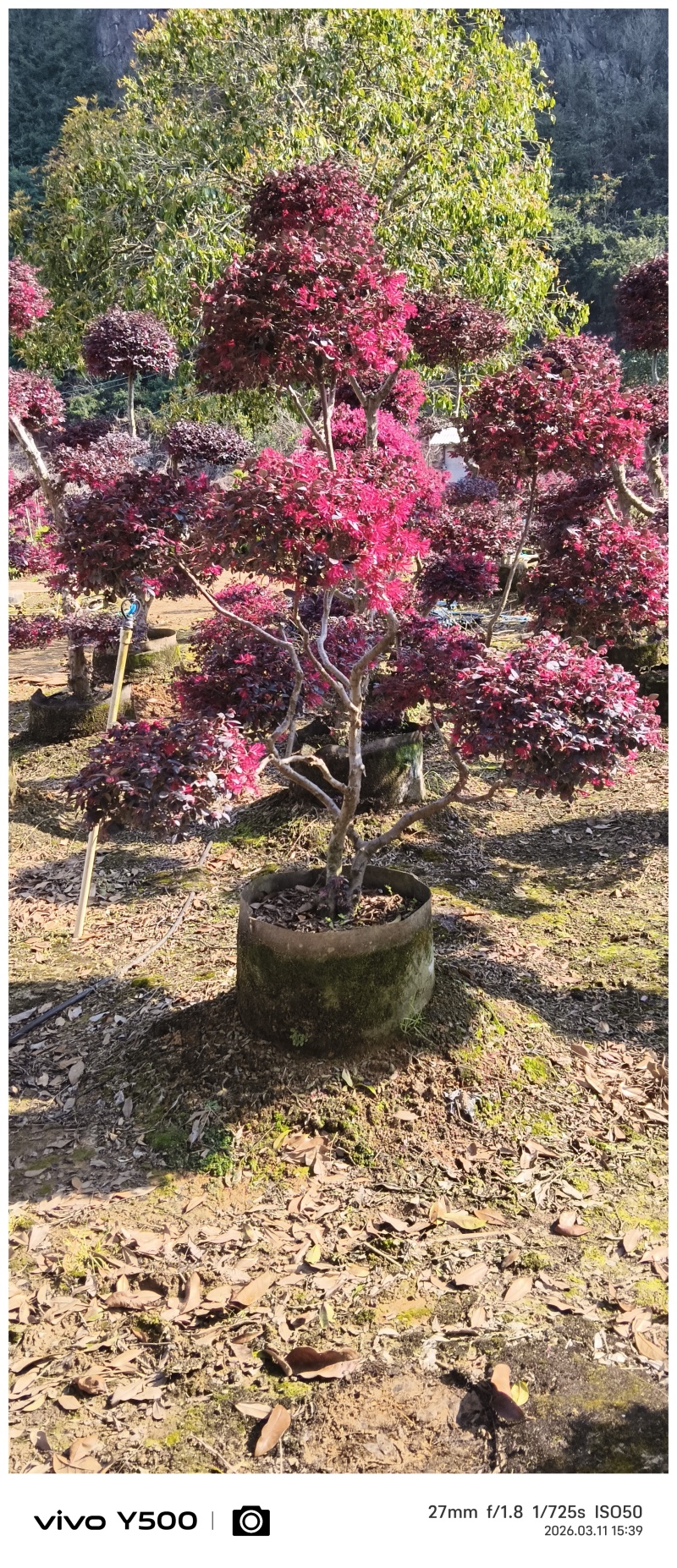 供应原生红继木造型，请联系面谈