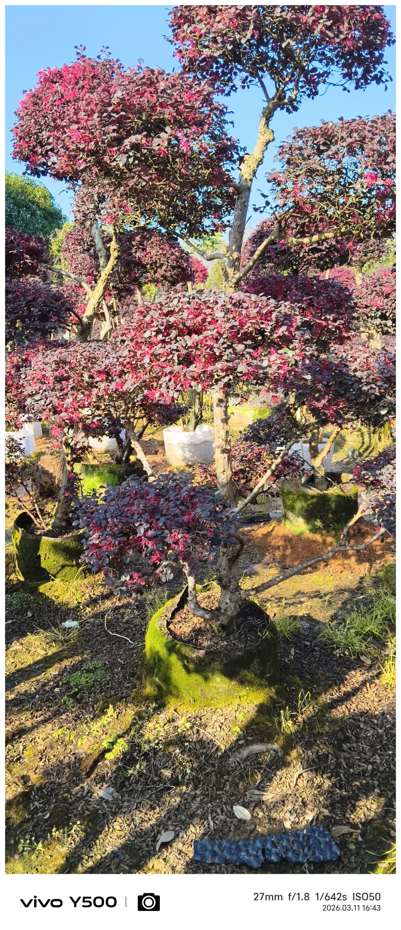 供应原生红继木造型，请联系面谈