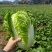 大白菜