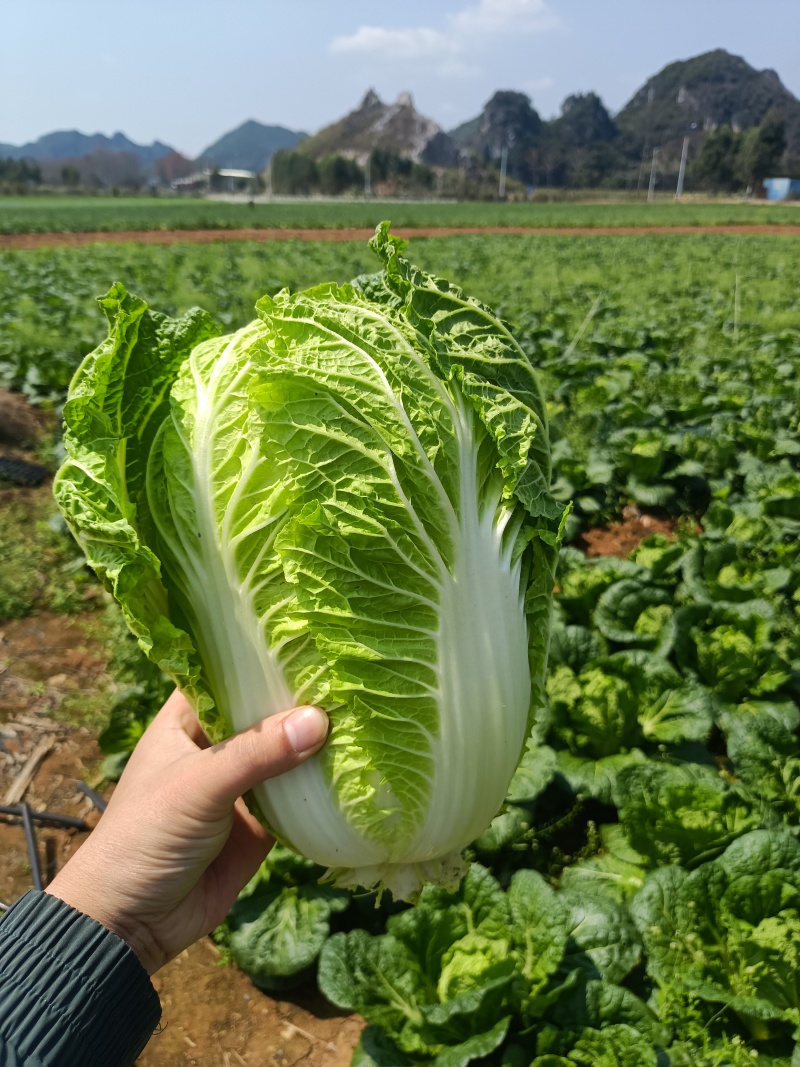 大白菜