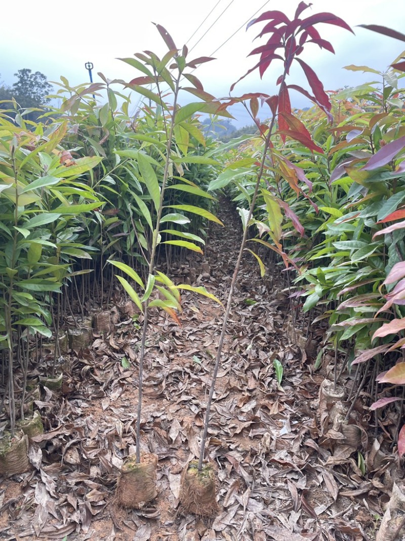 木荷杯苗