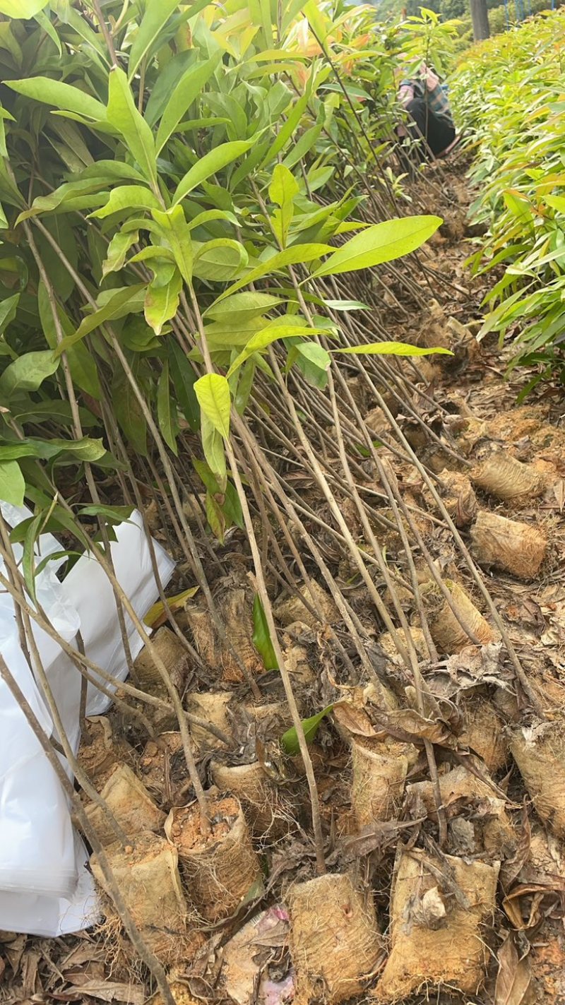 木荷杯苗