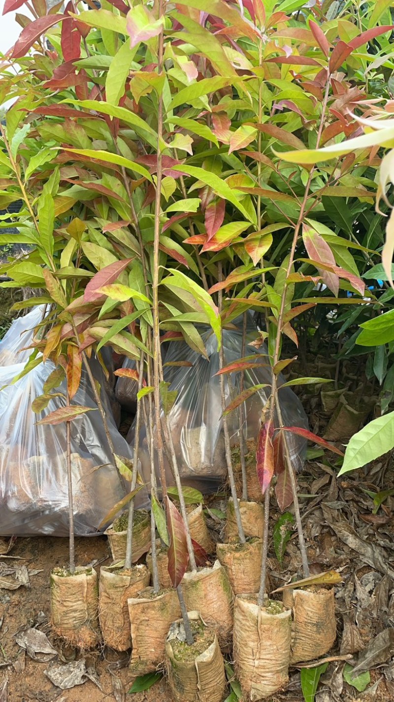 木荷杯苗