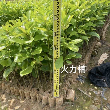 火力楠