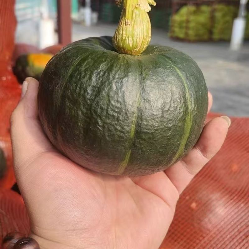 广西贝贝南瓜规格齐全对接全网电商，一件代发，售后低