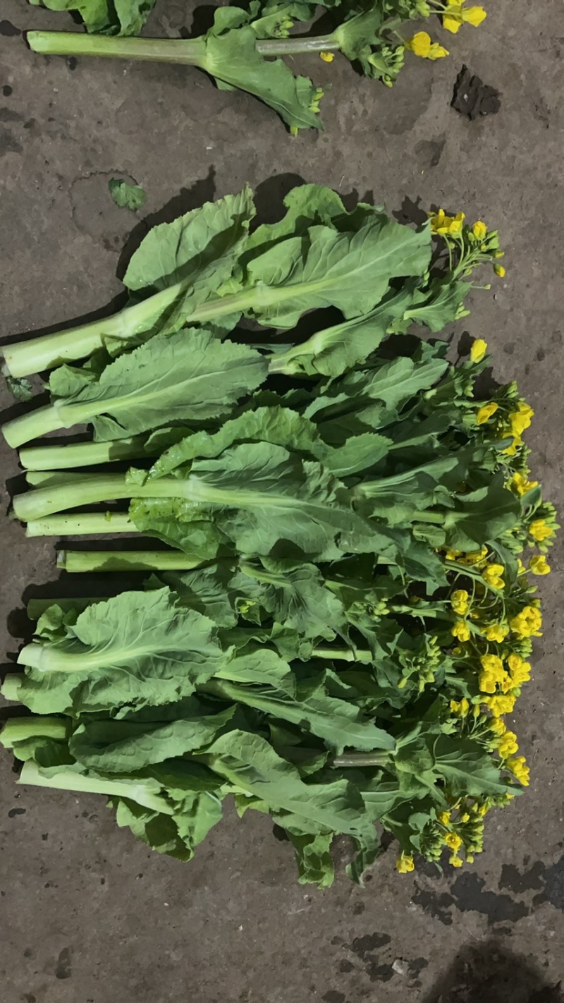 威宁白菜苔