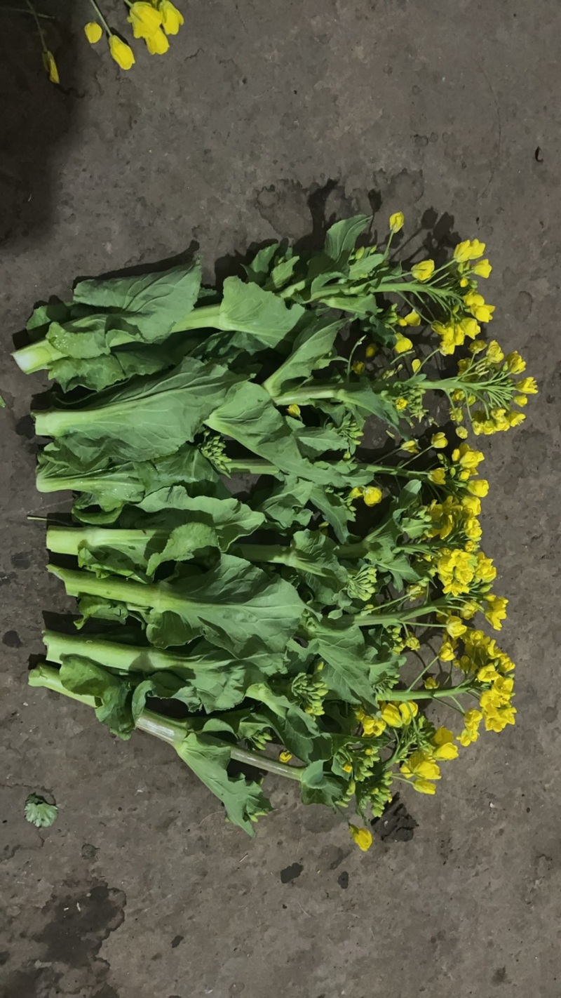威宁白菜苔