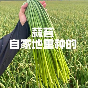 白帽蒜苔蒜苔湖北蒜苔原产地供应保质保量欢迎订购