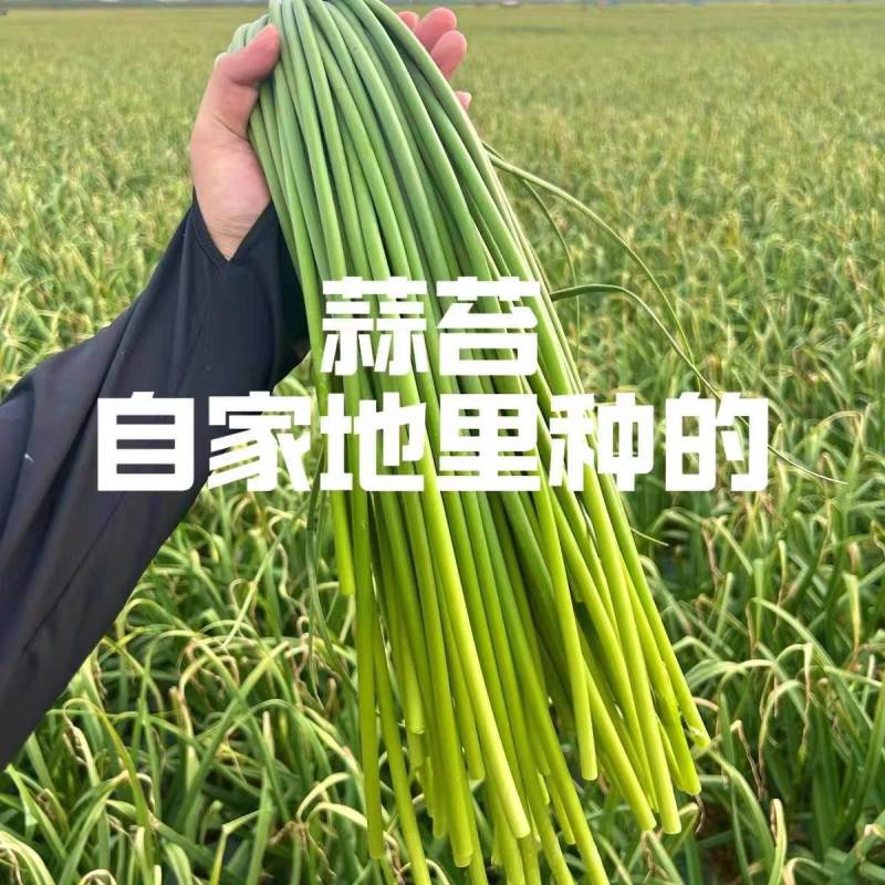 白帽蒜苔蒜苔湖北蒜苔原产地供应保质保量欢迎订购