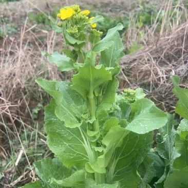 贵州威宁高山白菜苔香甜可口，鲜嫩爽口，产地直发，量大从优
