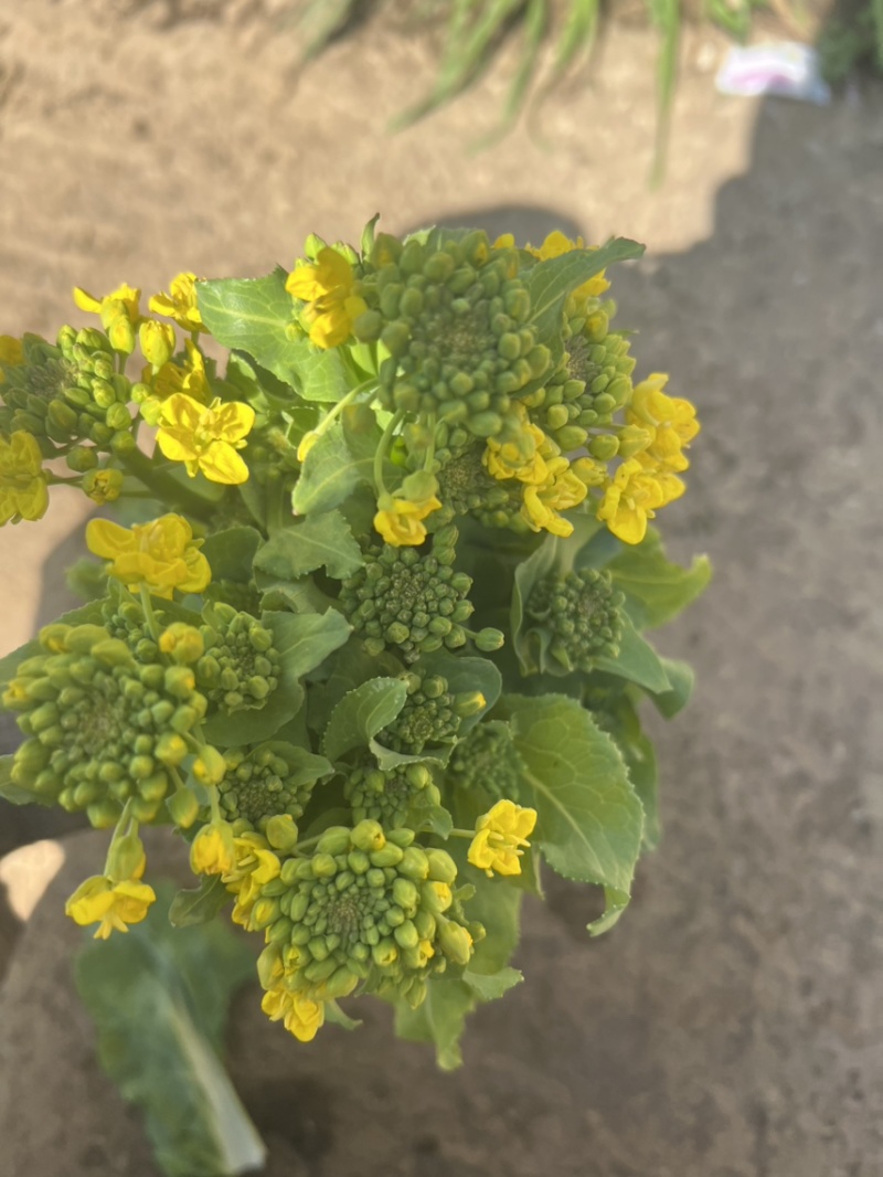 贵州威宁高山白菜苔香甜可口，鲜嫩爽口，产地直发，量大从优