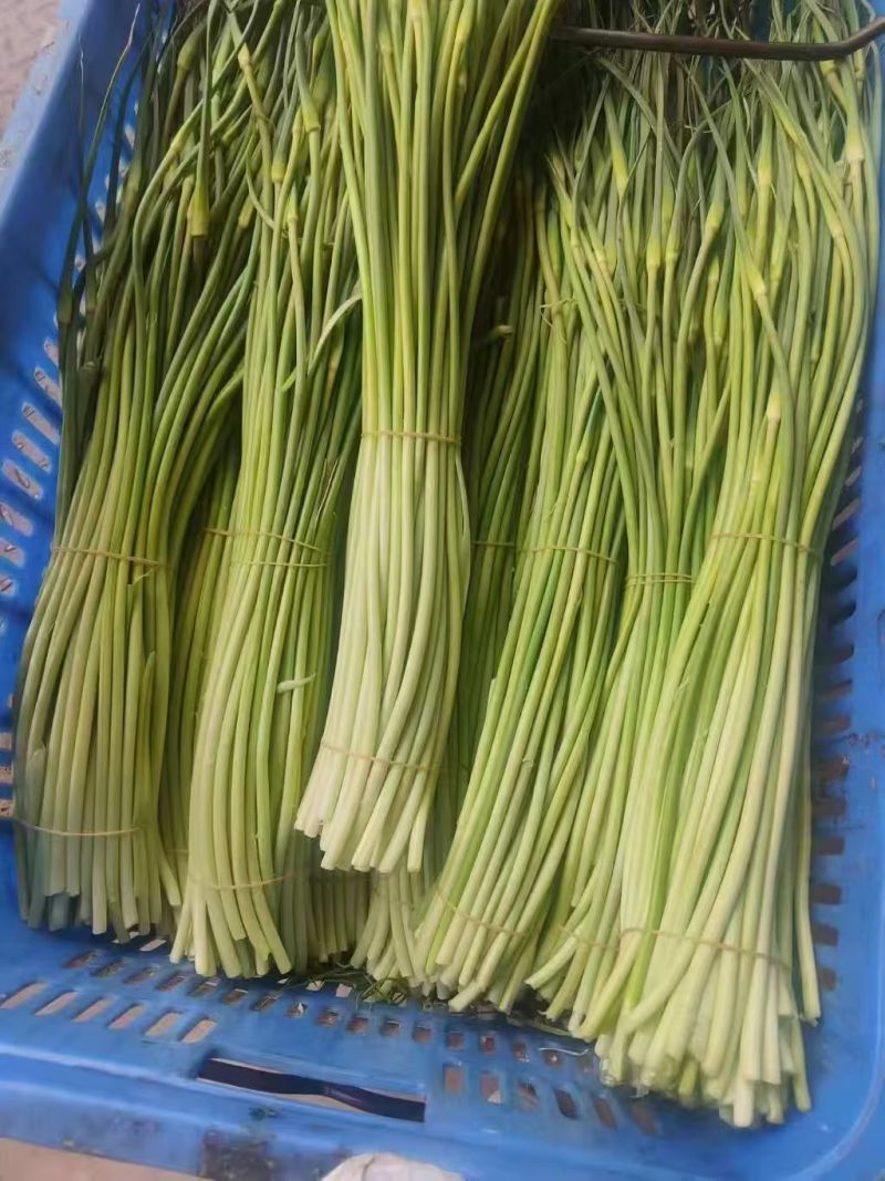 白帽蒜苔蒜苔湖北蒜苔原产地供应保质保量欢迎订购