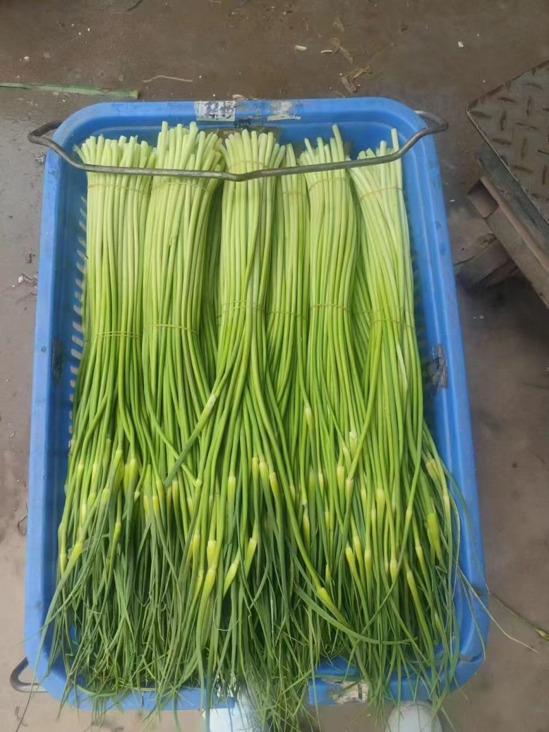 白帽蒜苔蒜苔湖北蒜苔原产地供应保质保量欢迎订购