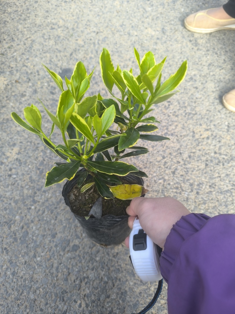 金边瑞香杯苗一年多可换杯