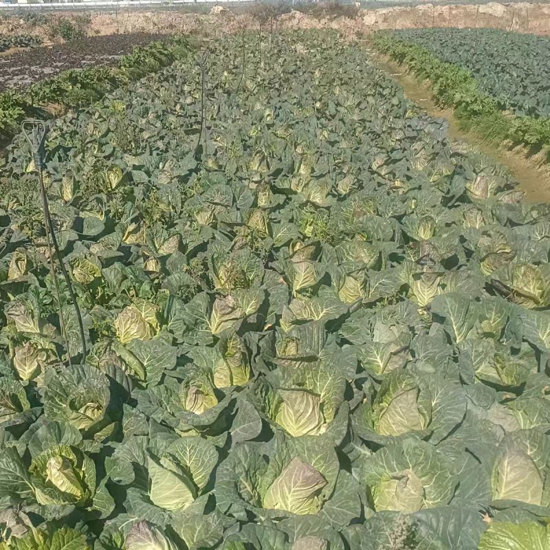 牛心包牛心菜湖北尖包原产地供应保质保量欢迎订购