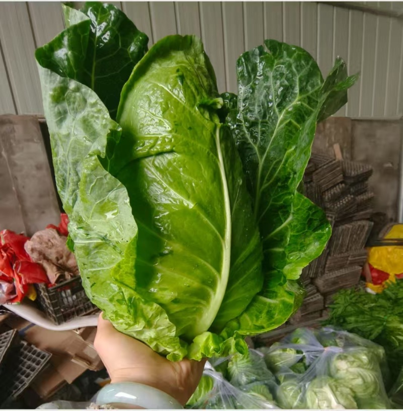 牛心包牛心菜湖北尖包原产地供应保质保量欢迎订购