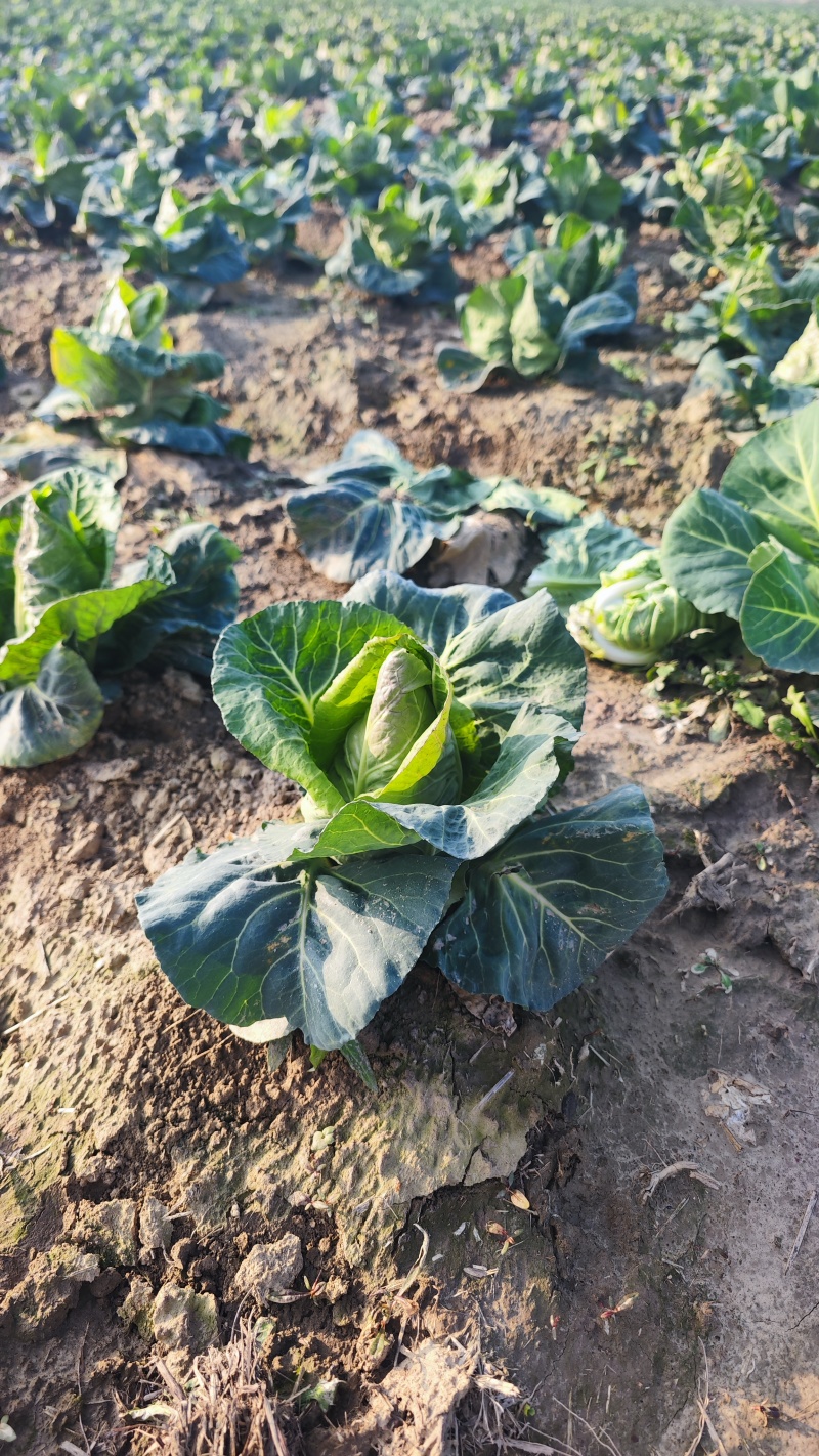 牛心包牛心菜湖北尖包原产地供应保质保量欢迎订购
