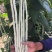 白豇豆种子中早熟春秋种植长豆角种子阳台盆栽蔬菜种子