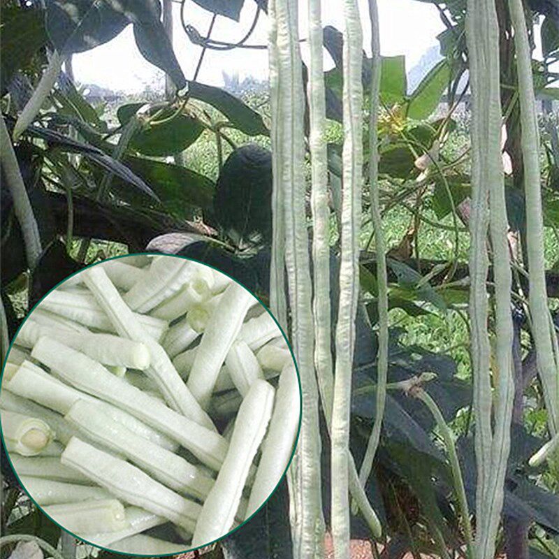 白豇豆种子中早熟春秋种植长豆角种子阳台盆栽蔬菜种子