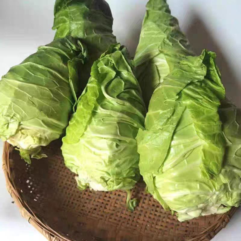 牛心包牛心菜湖北尖包原产地供应保质保量欢迎订购
