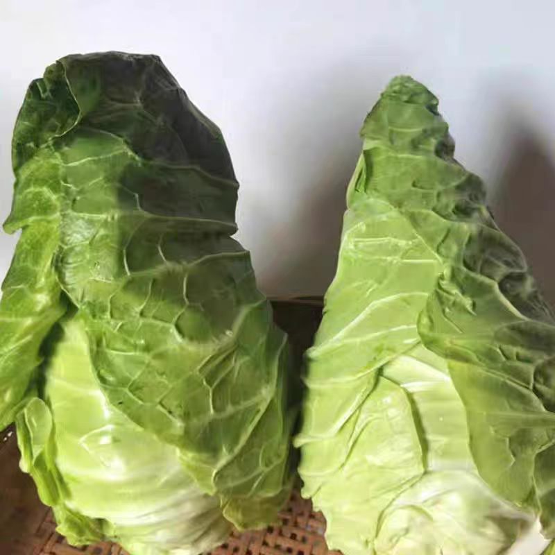 牛心包牛心菜湖北尖包原产地供应保质保量欢迎订购