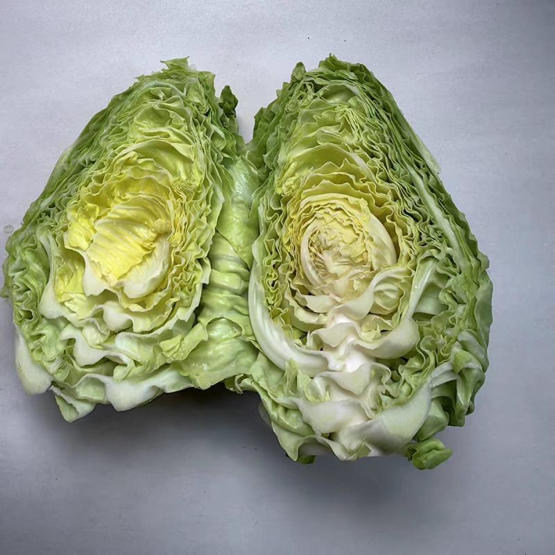 牛心包牛心菜湖北尖包原产地供应保质保量欢迎订购