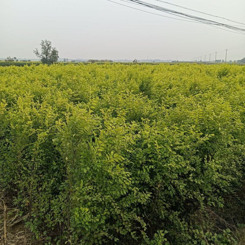 中华金叶榆金叶榆繁育基地金叶榆批发金叶榆产地直销