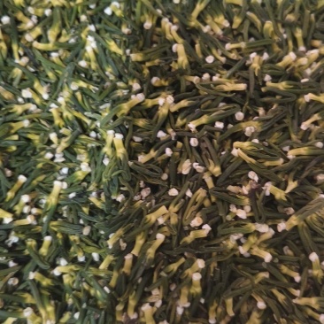 《莲子芯》无硫磺新货精品莲子芯质优价廉