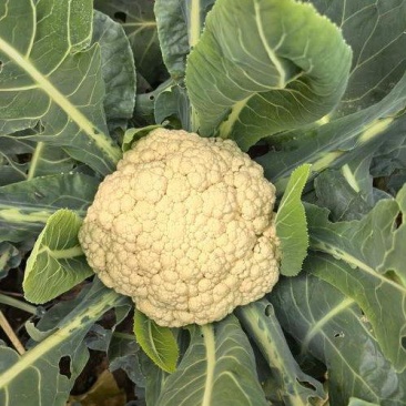 金乡万亩菜花，花菜上市中代发全国需要的客户联系我！