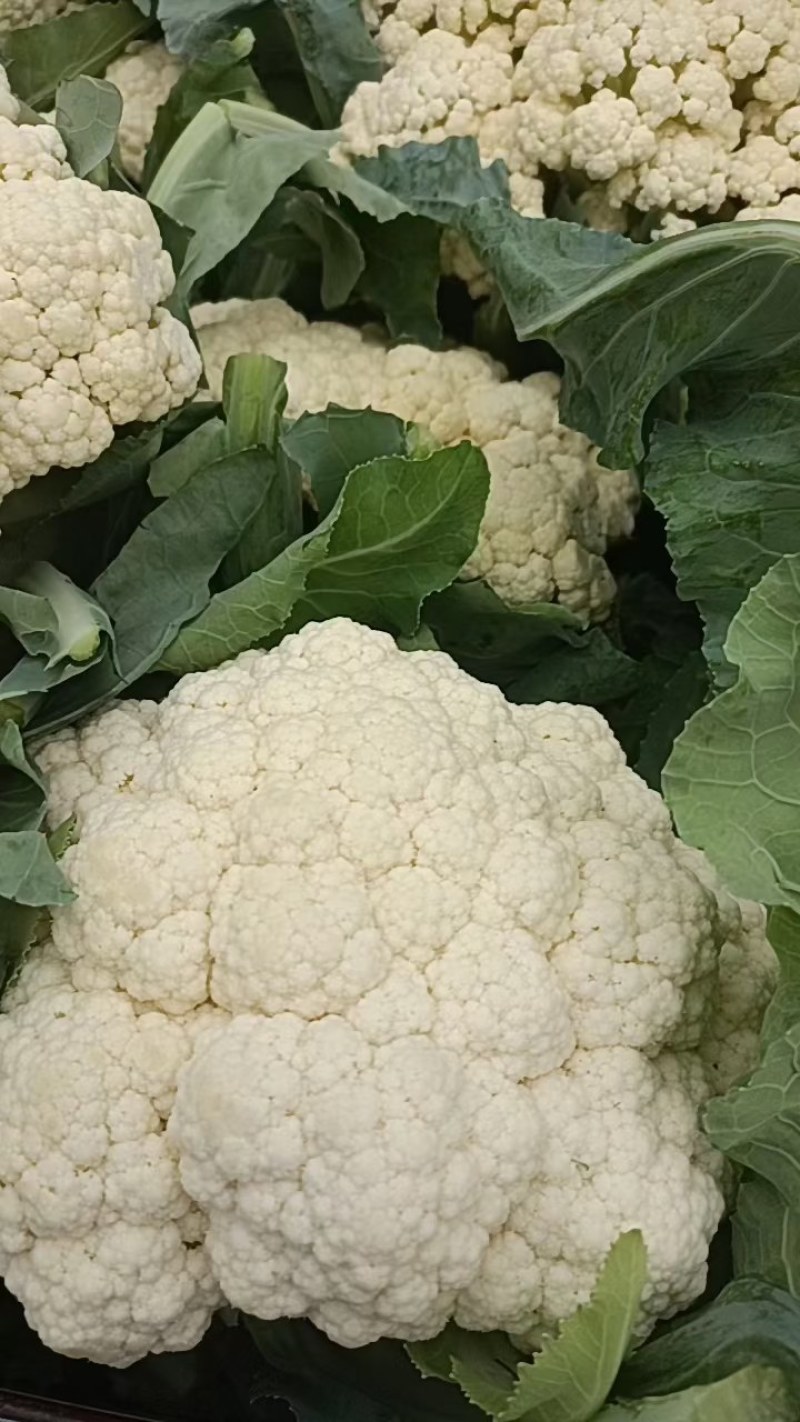 金乡万亩菜花，花菜上市中代发全国需要的客户联系我！