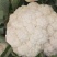 金乡万亩菜花，花菜上市中代发全国需要的客户联系我！