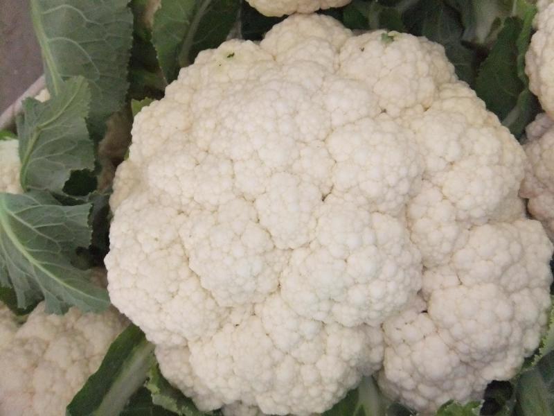金乡万亩菜花，花菜上市中代发全国需要的客户联系我！