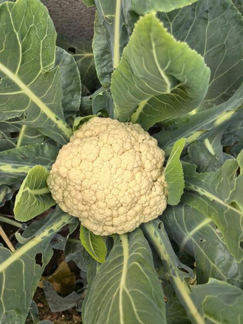 金乡万亩菜花，花菜上市中代发全国需要的客户联系我！