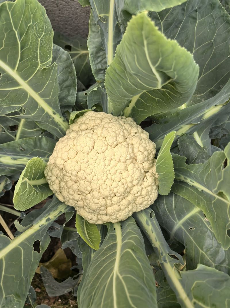 金乡万亩菜花，花菜上市中代发全国需要的客户联系我！