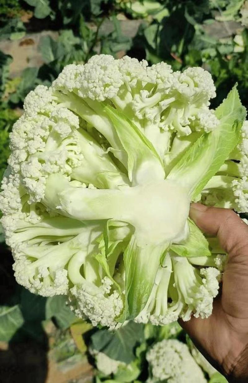 金乡万亩菜花，花菜上市中代发全国需要的客户联系我！