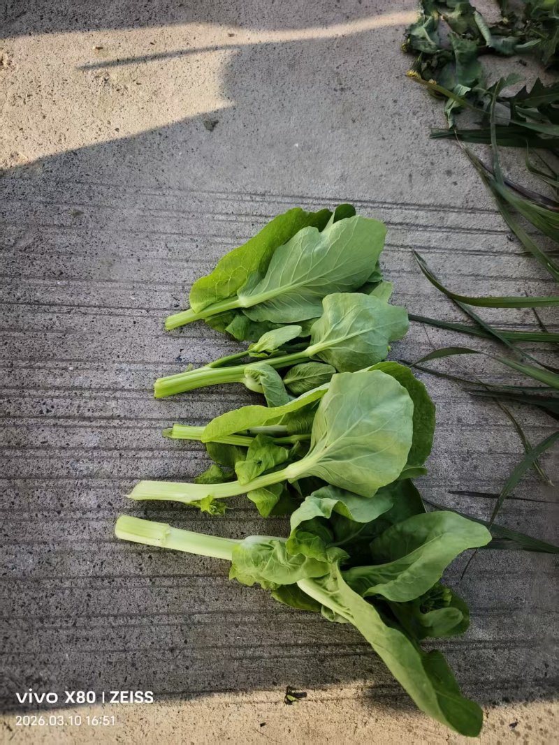 白菜苔白菜芯湖北白菜原产地供应保质保量支持视频